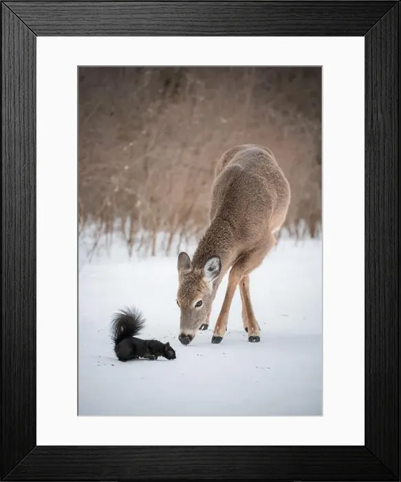 Framed Print : White tailed deer and squirrel eating seeds off snow in wooded area Framed Print : White tailed deer and squirrel eating seeds off snow in wooded area