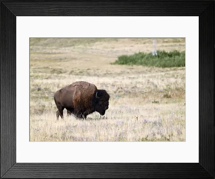Framed Print : An American bison met near Waterton, Alberta, Canada Framed Print : An American bison met near Waterton, Alberta, Canada