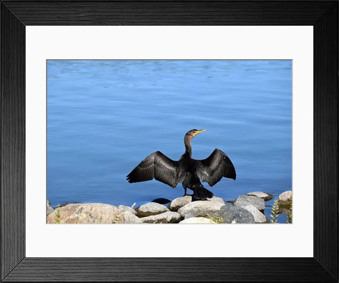 Framed Print : A cormorant seen on the shore while he's drying its wings Framed Print : A cormorant seen on the shore while he's drying its wings