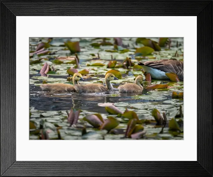 Framed Print : Three Canada goose goslings behind one adult bird swimming on a pond with lily pads Framed Print : Three Canada goose goslings behind one adult bird swimming on a pond with lily pads