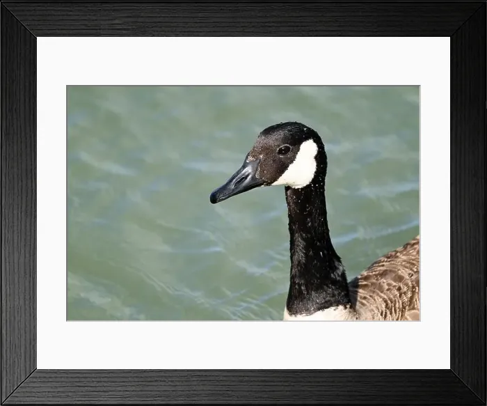 Framed Print : A Canada goose near the shore in Niagara falls, Ontario, Canada Framed Print : A Canada goose near the shore in Niagara falls, Ontario, Canada