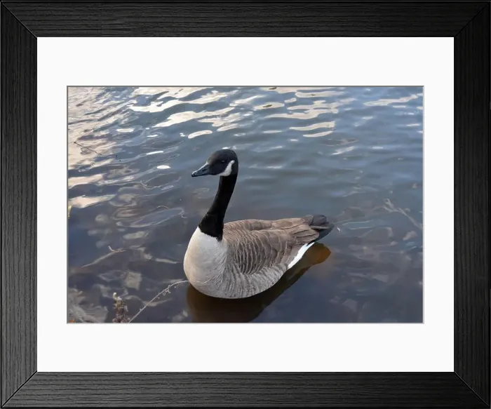 Framed Print : Canada Goose at Central Park New York Framed Print : Canada Goose at Central Park New York