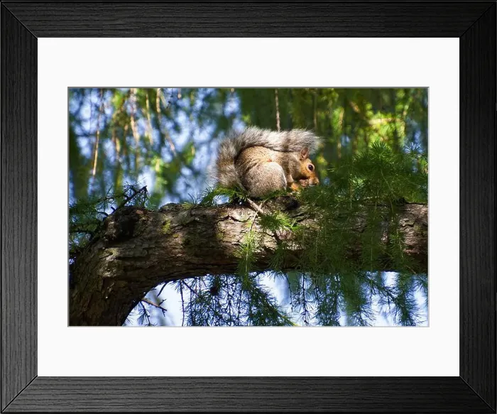 Framed Print : Eastern Gray (Grey) Squirrel (Sciurus carolinensis) Framed Print : Eastern Gray (Grey) Squirrel (Sciurus carolinensis)