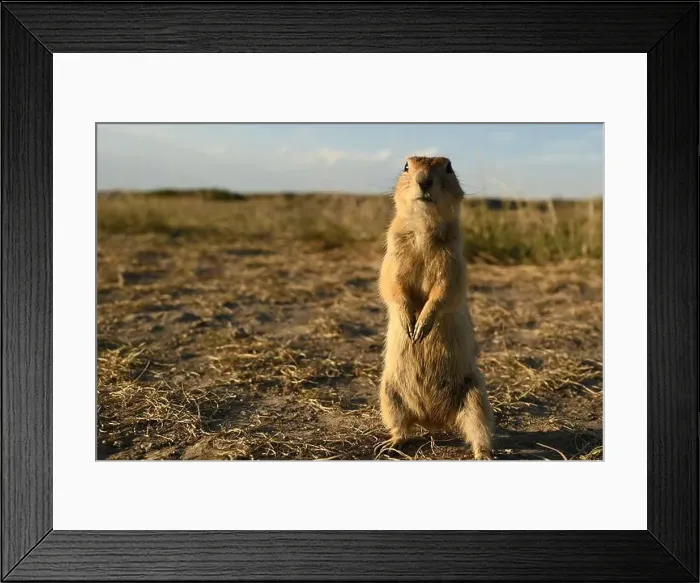 Framed Print : A Richardsons ground squirrel near the town of Drumheller in Alberta, Canada Framed Print : A Richardsons ground squirrel near the town of Drumheller in Alberta, Canada