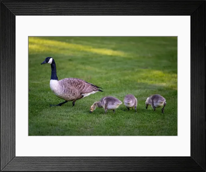 Framed Print : Canada goose family with one adult bird and three goslings standing on grass Framed Print : Canada goose family with one adult bird and three goslings standing on grass