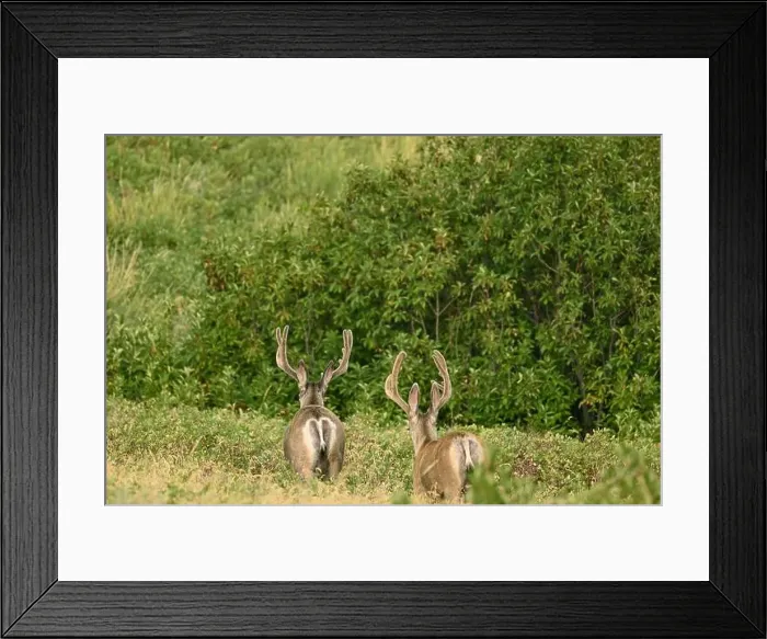 Framed Print : Two male mule deers walking to the nearby forest near the town of Fort Macleod, Alberta, Canada Framed Print : Two male mule deers walking to the nearby forest near the town of Fort Macleod, Alberta, Canada