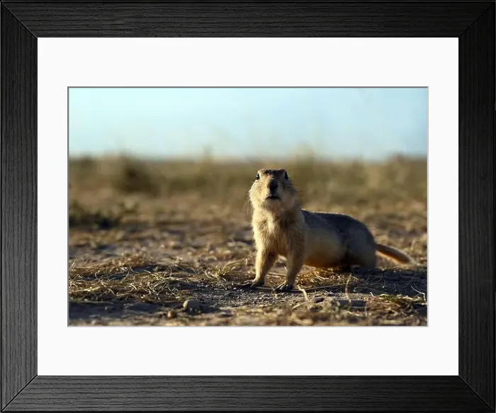 Framed Print : A Richardsons ground squirrel near the town of Drumheller in Alberta, Canada Framed Print : A Richardsons ground squirrel near the town of Drumheller in Alberta, Canada