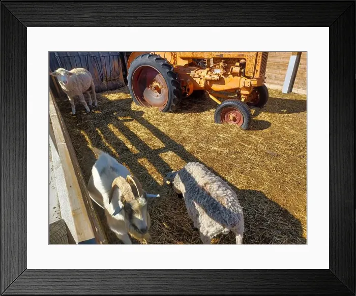 Framed Print : Toronto, Canada – September 1, 2024: Three goats relax on a cozy straw bed inside a wooden barn at Downey's Farm Framed Print : Toronto, Canada – September 1, 2024: Three goats relax on a cozy straw bed inside a wooden barn at Downey's Farm