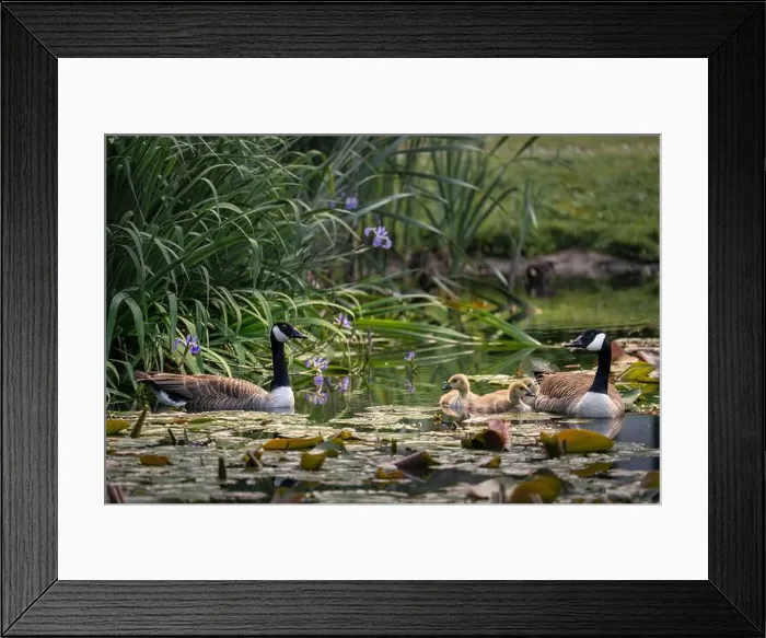 Framed Print : Canada goose family with two adult birds and three goslings swimming on a pond with reeds and lily pads Framed Print : Canada goose family with two adult birds and three goslings swimming on a pond with reeds and lily pads