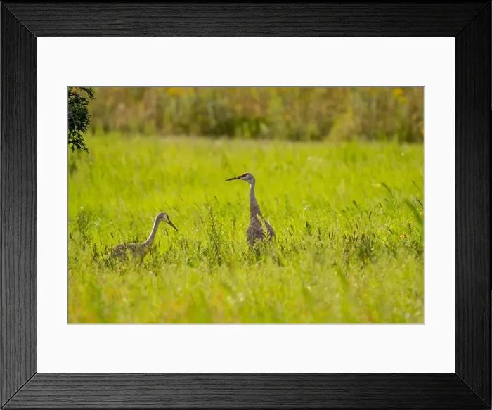 Framed Print : Two sandhill cranes stand in a lush, green meadow Framed Print : Two sandhill cranes stand in a lush, green meadow