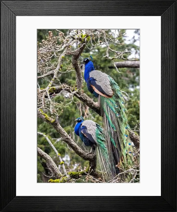 Framed Print : Male Indian peafowl or blue peafowl (Pavo cristatus) - Beacon Hill Park - Victoria Framed Print : Male Indian peafowl or blue peafowl (Pavo cristatus) - Beacon Hill Park - Victoria