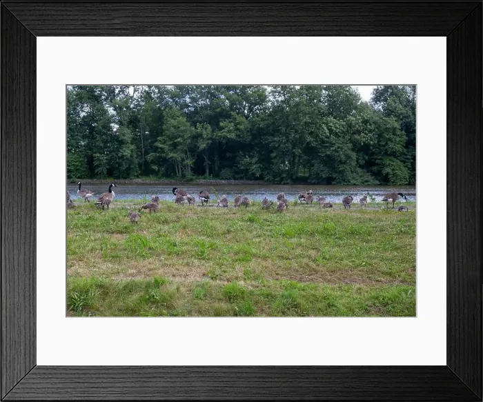 Framed Print : Many Canada geese ( Branta canadensis ) and chicks on a green meadow near the river bank Framed Print : Many Canada geese ( Branta canadensis ) and chicks on a green meadow near the river bank