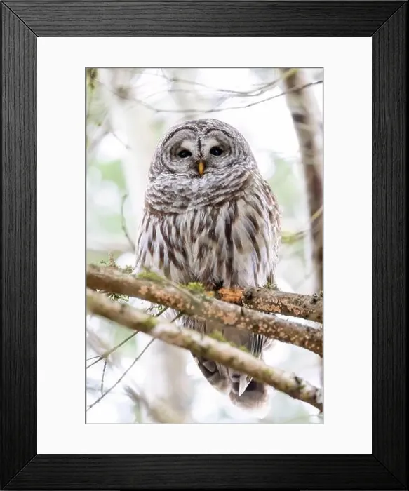 Framed Print : Barred owl (Strix varia) - Swan Lake Christmas Hill Nature Sanctuary - Victoria