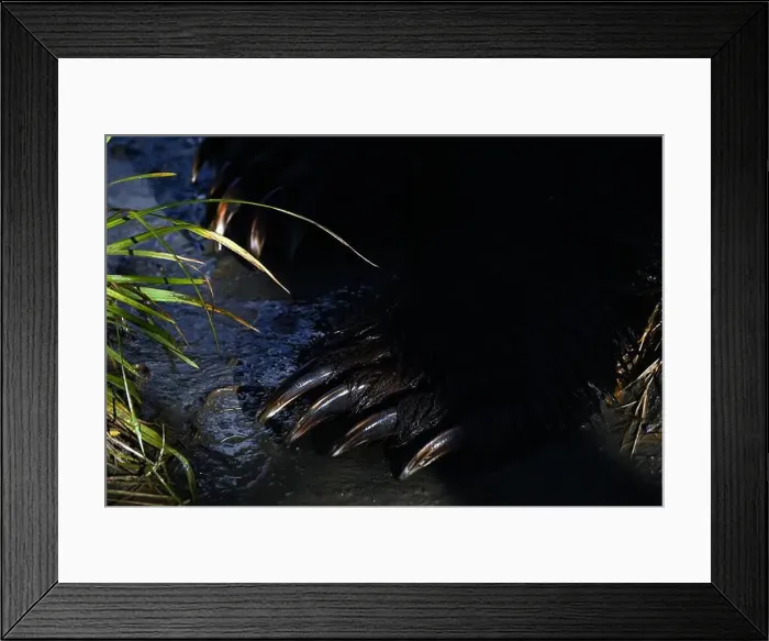 Framed Print : Close view of the claws of a grizzly met near the little town of Fraser in British Columbia, Canada Framed Print : Close view of the claws of a grizzly met near the little town of Fraser in British Columbia, Canada