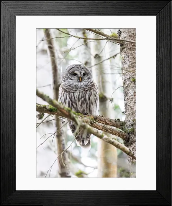 Framed Print : Barred owl (Strix varia) - Swan Lake Christmas Hill Nature Sanctuary - Victoria Framed Print : Barred owl (Strix varia) - Swan Lake Christmas Hill Nature Sanctuary - Victoria