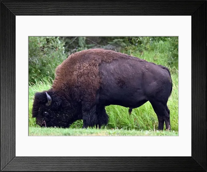 Framed Print : An American bison met in the Parc national Elk Island near Edmonton, Alberta, Canada Framed Print : An American bison met in the Parc national Elk Island near Edmonton, Alberta, Canada