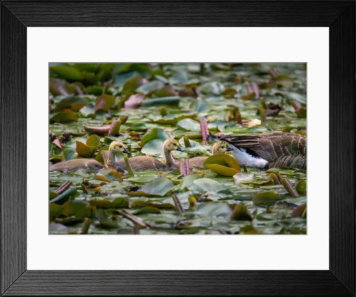 Framed Print : Three Canada goose goslings behind one adult bird swimming on a pond with lily pads Framed Print : Three Canada goose goslings behind one adult bird swimming on a pond with lily pads