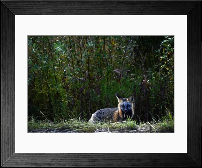 Framed Print : A lonely curious red fox met near Dawson city, Yukon Framed Print : A lonely curious red fox met near Dawson city, Yukon
