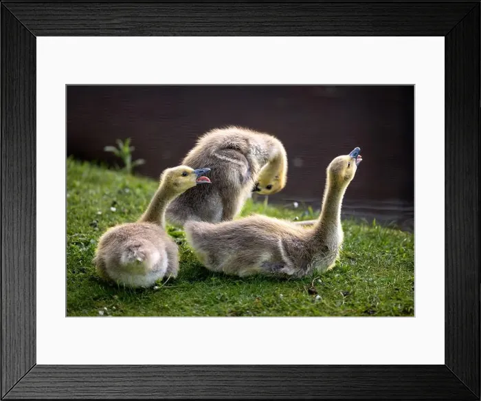 Framed Print : Three Canada goose goslings on grass by a pond with open beaks. Canada geese (Branta canadensis) in Kent, UK Framed Print : Three Canada goose goslings on grass by a pond with open beaks. Canada geese (Branta canadensis) in Kent, UK