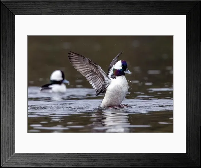Framed Print : Male Bufflehead (Bucephala albeola) at Esquimalt Lagoon - Colwood Framed Print : Male Bufflehead (Bucephala albeola) at Esquimalt Lagoon - Colwood