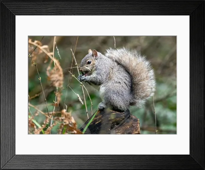 Framed Print : Eastern grey squirrel (Sciurus carolinensis) - Saxe Point Park Framed Print : Eastern grey squirrel (Sciurus carolinensis) - Saxe Point Park