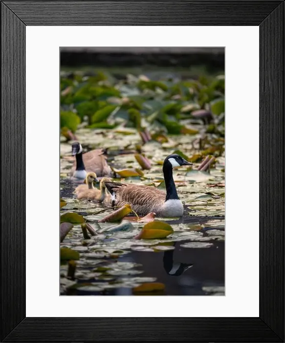 Framed Print : Canada goose family swimming in line on a pond with lily pads. Canada geese (Branta canadensis) in Kent, UK Framed Print : Canada goose family swimming in line on a pond with lily pads. Canada geese (Branta canadensis) in Kent, UK