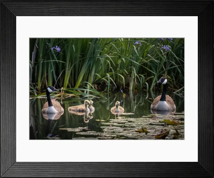 Framed Print : Canada goose family with two adult birds and three goslings swimming on a pond with reeds and lily pads Framed Print : Canada goose family with two adult birds and three goslings swimming on a pond with reeds and lily pads