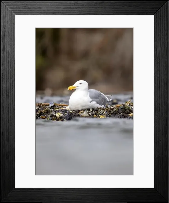 Framed Print : Glaucous-winged Gull (Larus glaucescens) - Esquimalt Lagoon - near Victoria, Vancouver Island, British Columbia, Canada