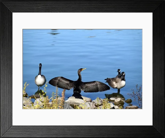 Framed Print : A cormorant seen on the shore while he's drying its wings. Three Canada gooses stand by him Framed Print : A cormorant seen on the shore while he's drying its wings. Three Canada gooses stand by him