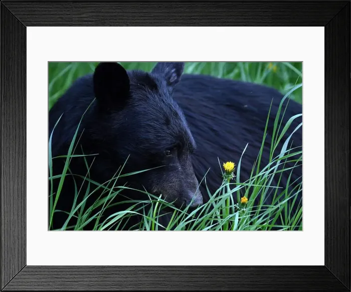 Framed Print : A black bear met on the roadside near Mcbride, Alberta, Canada Framed Print : A black bear met on the roadside near Mcbride, Alberta, Canada