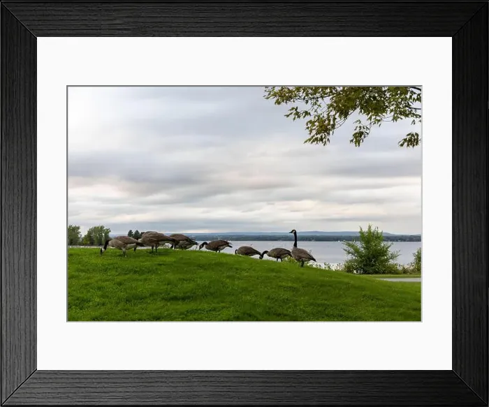 Framed Print : Wild Canadian geese eating grass in public park near river Framed Print : Wild Canadian geese eating grass in public park near river