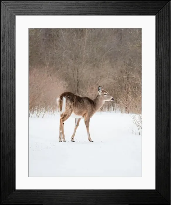 Framed Print : Close up of white tailed deer walking in snowy wooded area