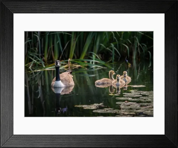 Framed Print : Canada goose family with one adult bird and three goslings swimming on a pond with reeds and lily pads Framed Print : Canada goose family with one adult bird and three goslings swimming on a pond with reeds and lily pads