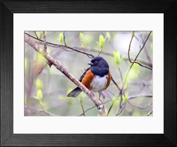 Framed Print : Spotted towhee (Pipilo maculatus) - Beacon Hill Park - Victoria, Vancouver Island, British Columbia, Canada Framed Print : Spotted towhee (Pipilo maculatus) - Beacon Hill Park - Victoria, Vancouver Island, British Columbia, Canada