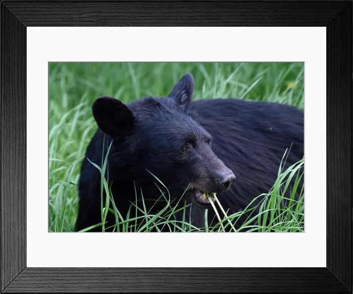 Framed Print : A black bear met on the roadside near Mcbride, Alberta, Canada Framed Print : A black bear met on the roadside near Mcbride, Alberta, Canada
