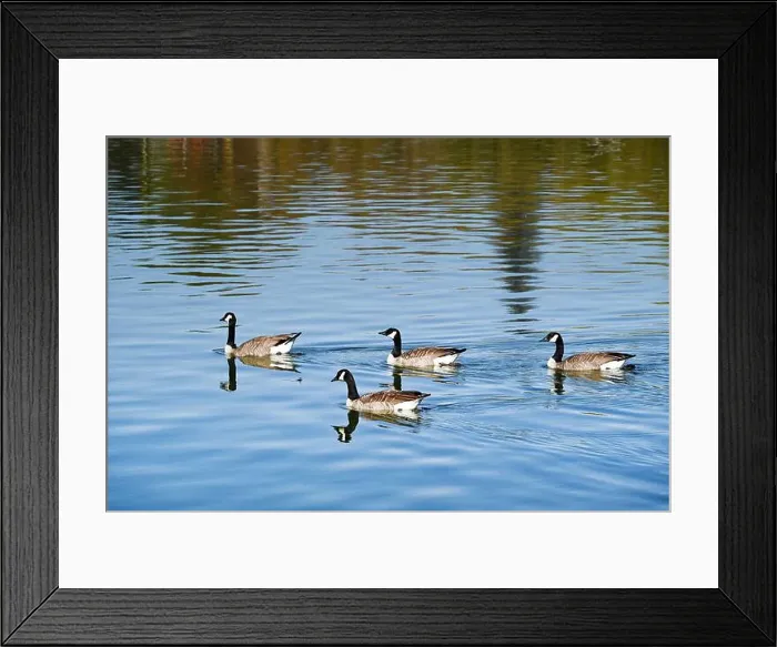Framed Print : A group of four Canada goose on the Wascana lake in Regina, Saskatchewan, Canada