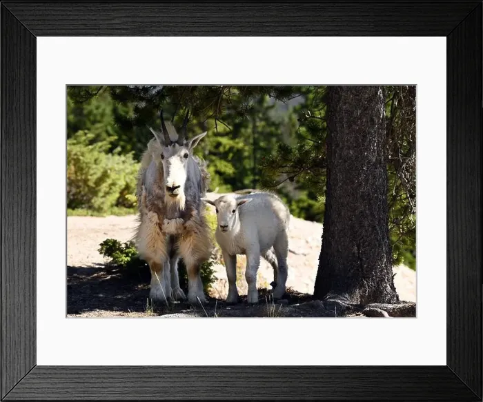 Framed Print : A mountain goat seen with a lamb in the rockies south of Jasper, Alberta, Canada