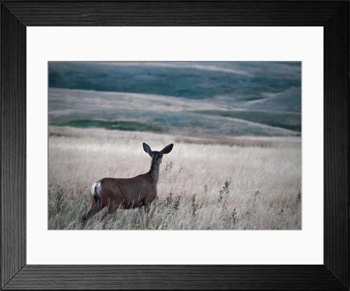 Framed Print : A female mule deer is looking in the distance near the town of Fort Macleod, Alberta, Canada Framed Print : A female mule deer is looking in the distance near the town of Fort Macleod, Alberta, Canada