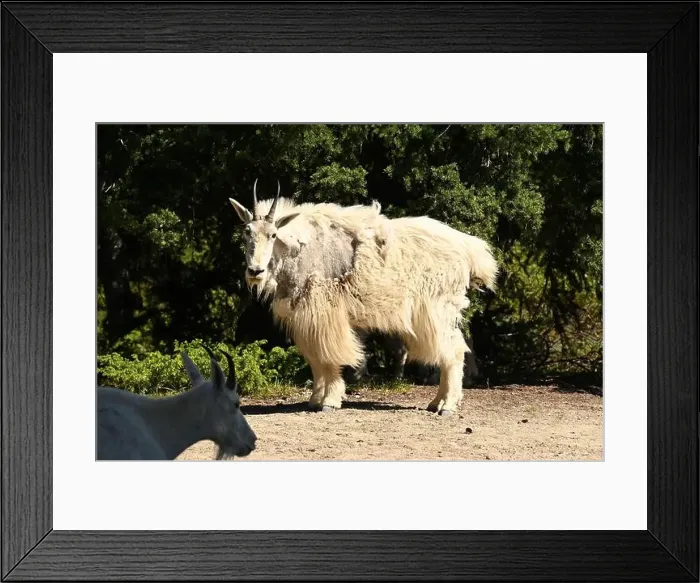 Framed Print : A mountain goat seen in the rockies south of Jasper, Alberta, Canada