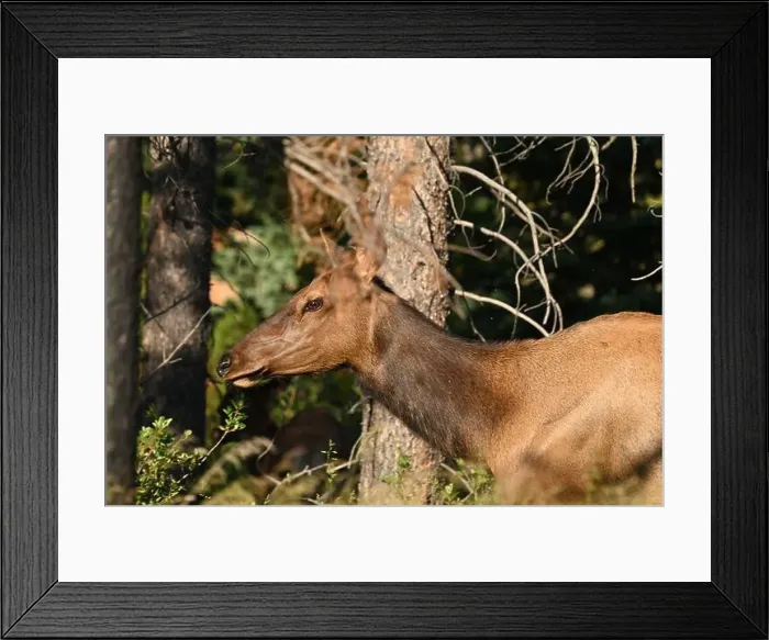 Framed Print : A female wapiti in the forest near Jasper, Alberta, Canada Framed Print : A female wapiti in the forest near Jasper, Alberta, Canada