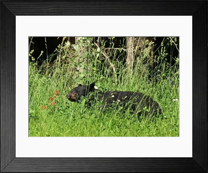 Framed Print : A black bear met on the roadside near Mcbride, Alberta, Canada