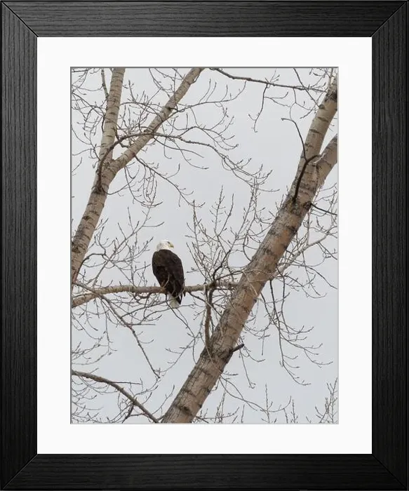 Framed Print : Bald eagle perched on a tree branch, Quebec, Canada
