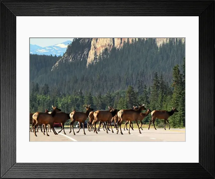 Framed Print : A group of wapitis on route 16 east of Jasper, Alberta, Canada Framed Print : A group of wapitis on route 16 east of Jasper, Alberta, Canada