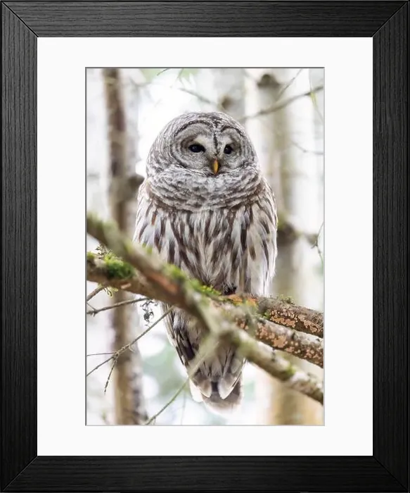 Framed Print : Barred owl (Strix varia) - Swan Lake Christmas Hill Nature Sanctuary - Victoria Framed Print : Barred owl (Strix varia) - Swan Lake Christmas Hill Nature Sanctuary - Victoria