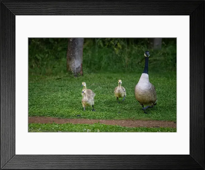 Framed Print : Canada goose family with one adult bird and three goslings walking on grass Framed Print : Canada goose family with one adult bird and three goslings walking on grass