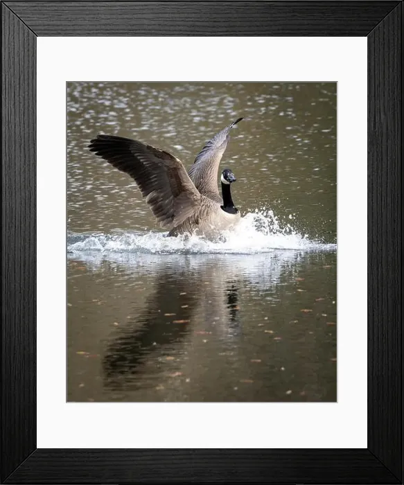 Framed Print : Canada Goose Credit: Ian Jacobs Framed Print : Canada Goose Credit: Ian Jacobs