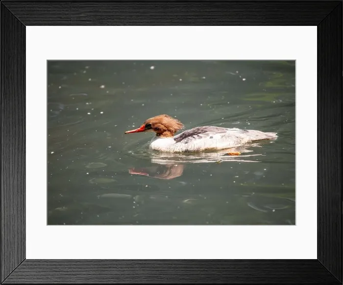 Framed Print : The Common Merganser (Mergus merganser) is a diving duck found in North America and Eurasia Framed Print : The Common Merganser (Mergus merganser) is a diving duck found in North America and Eurasia