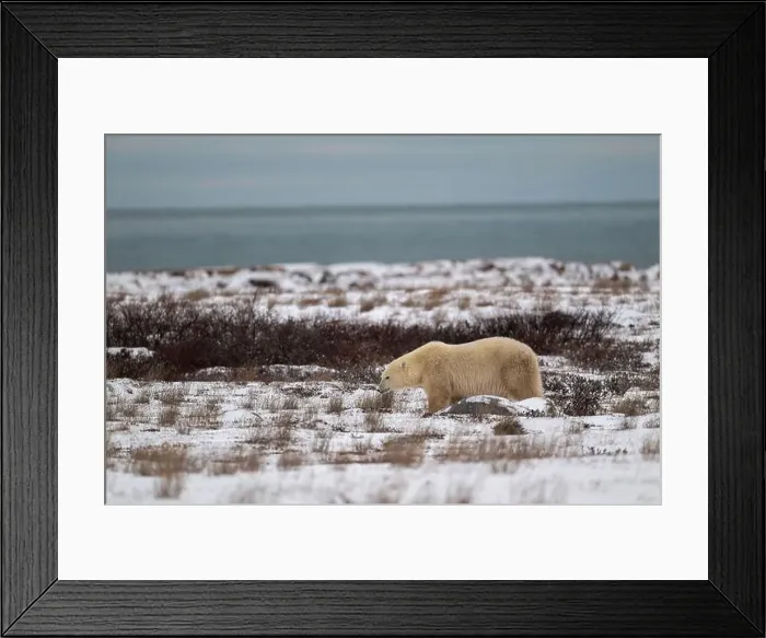 Framed Print : A polar bear walking through snow covered ground with Hudson Bay in the background near Churchill, Manitoba Framed Print : A polar bear walking through snow covered ground with Hudson Bay in the background near Churchill, Manitoba