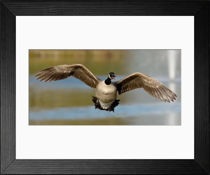 Framed Print : a goose in flight Framed Print : a goose in flight