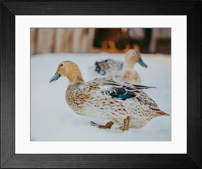 Framed Print : Close-up of two harlequin ducks (Histrionicus histrionicus) in the snow, Canada Framed Print : Close-up of two harlequin ducks (Histrionicus histrionicus) in the snow, Canada